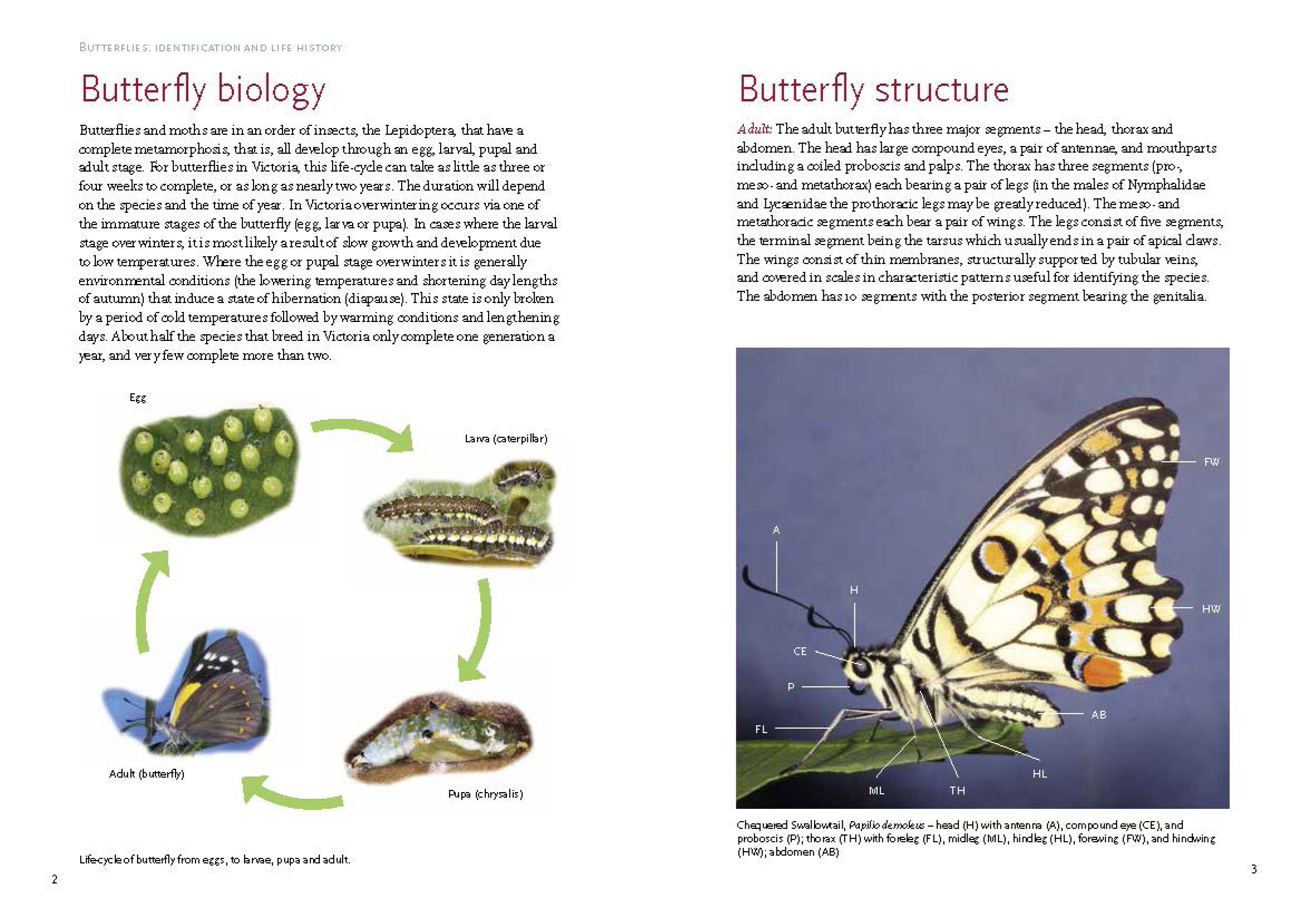 Butterflies: Identification and Life History