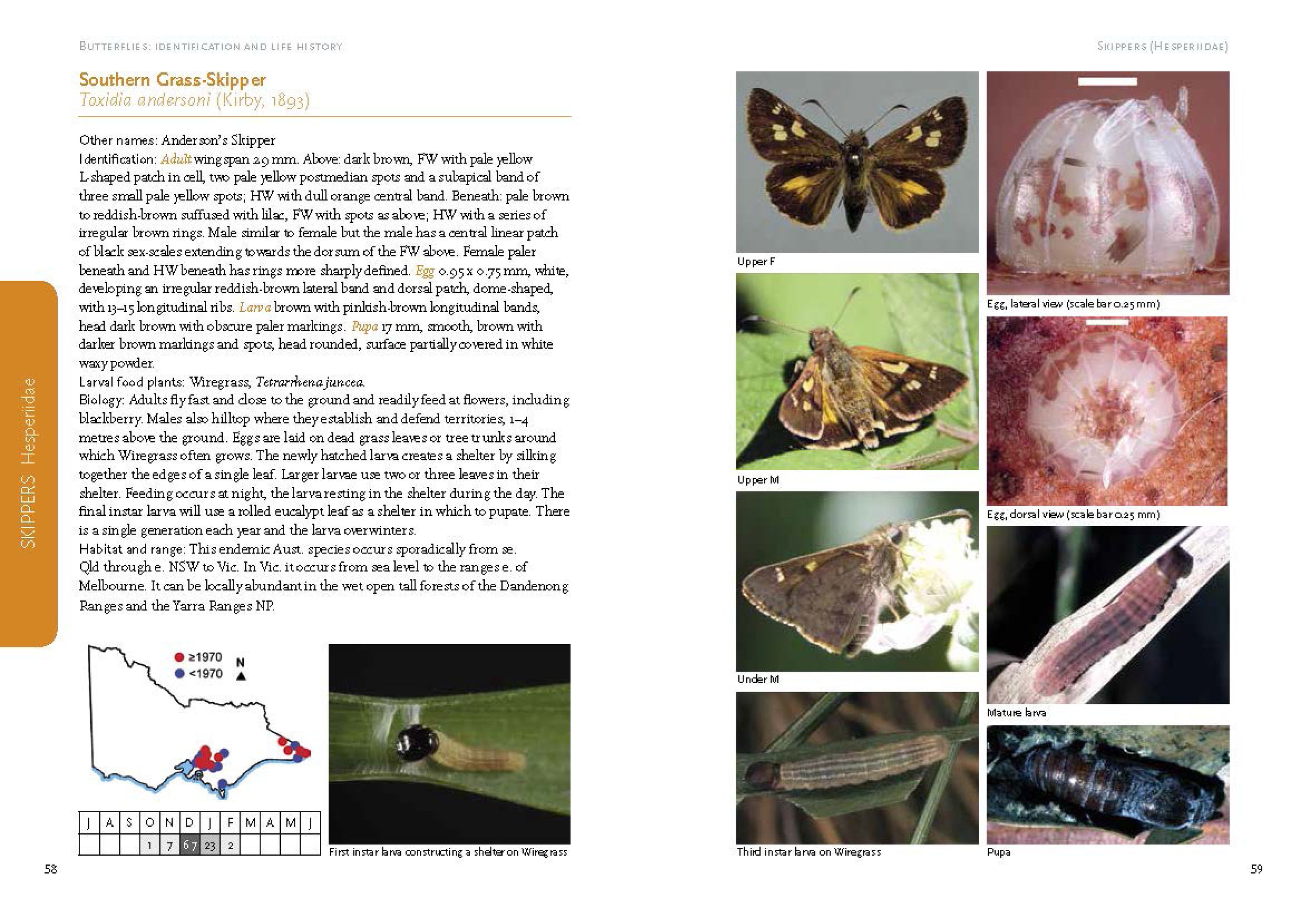 Butterflies: Identification and Life History