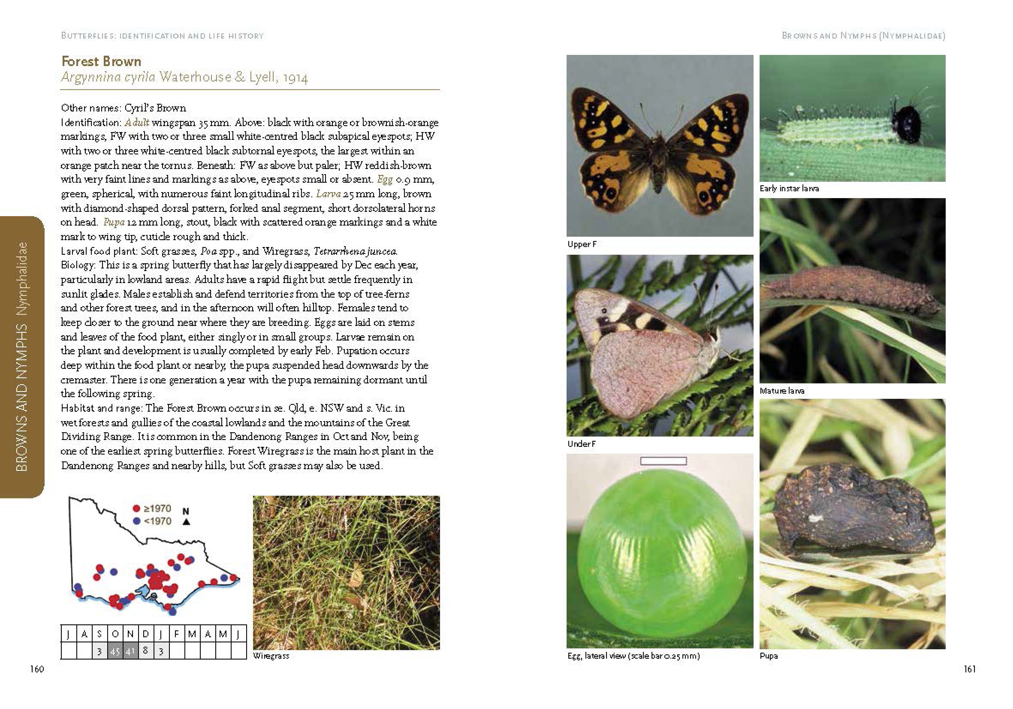 Butterflies_Spreads4.jpg