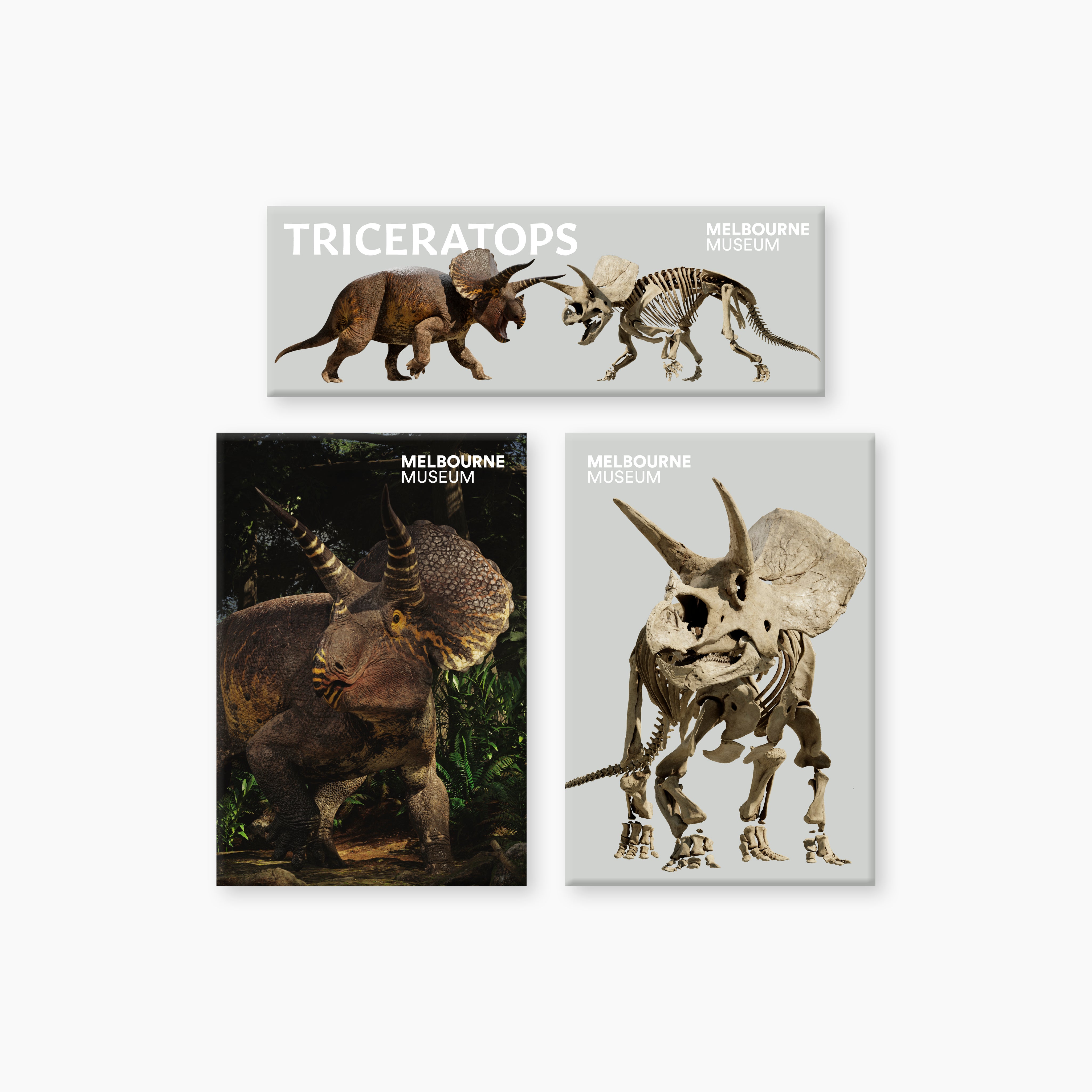 MelbourneMuseumPalaeoTriceratopsMagnets_1.jpg