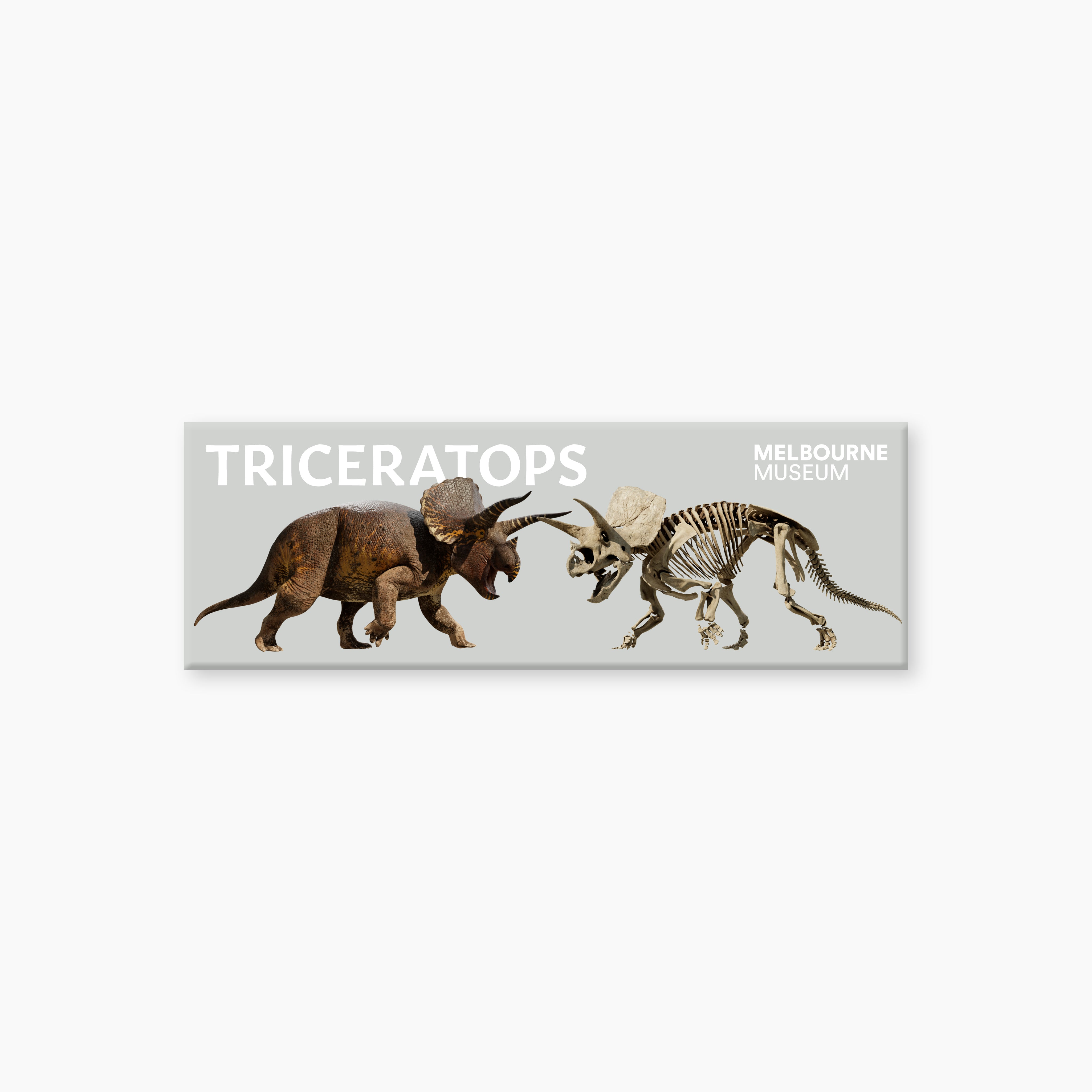 MelbourneMuseumPalaeoTriceratopsMagnets_2.jpg