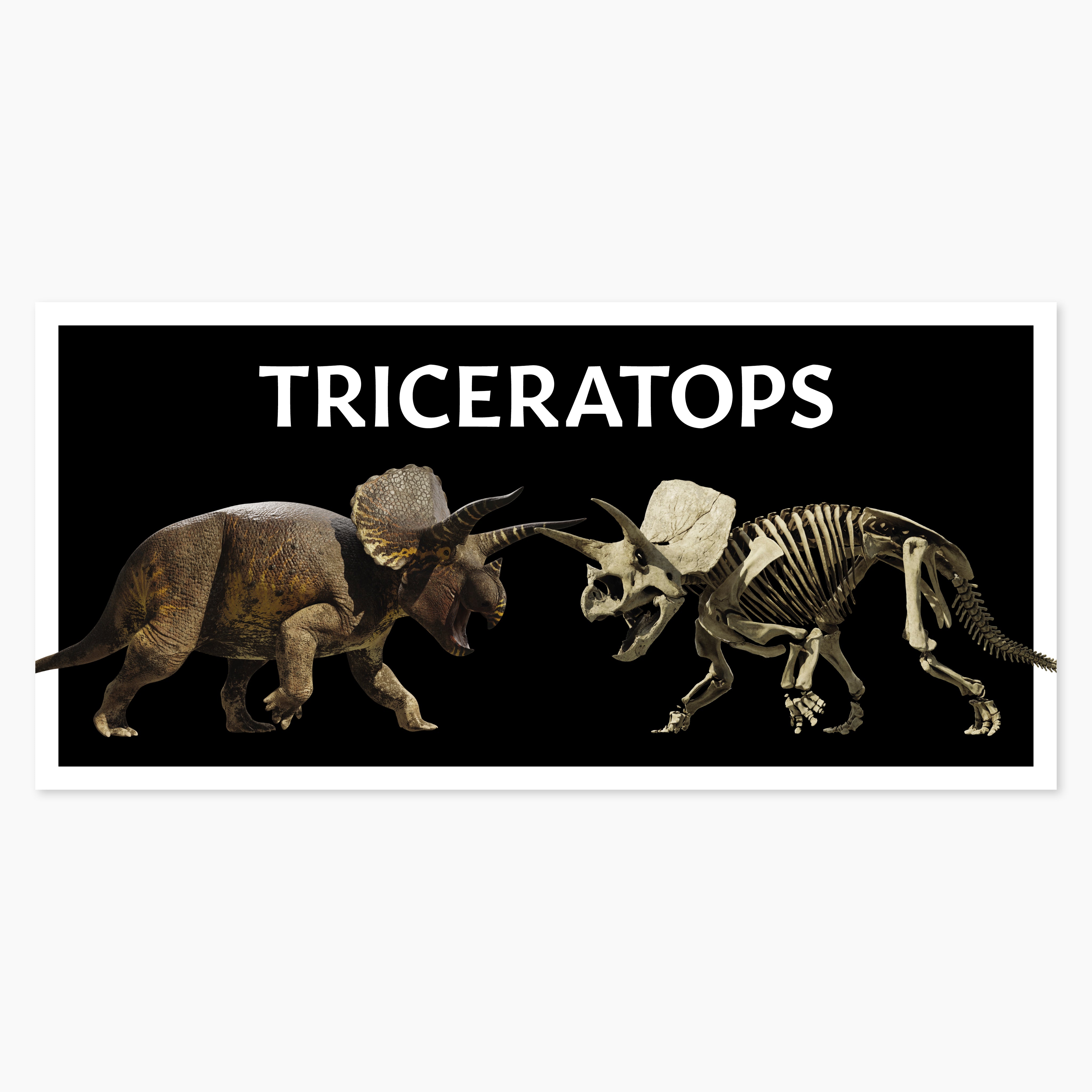 Melbourne Museum Triceratops Postcard