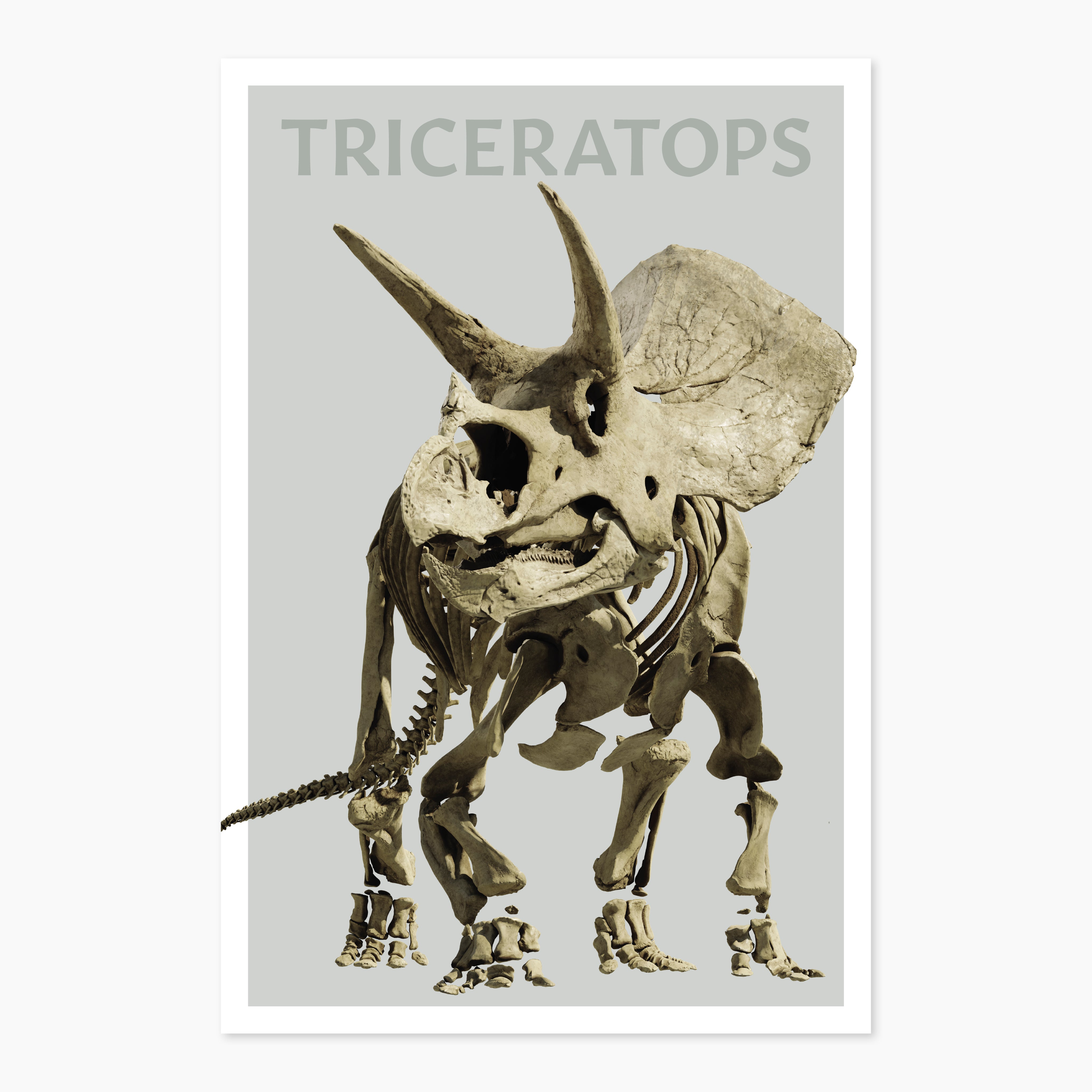 MelbourneMuseumTriceratopsPostcardwhite.jpg