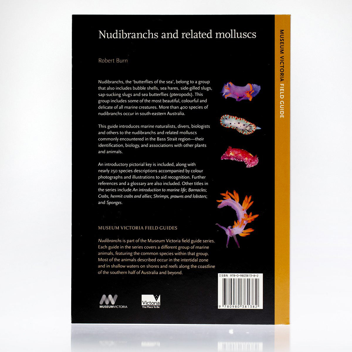 Nudibranchs and Related Molluscs