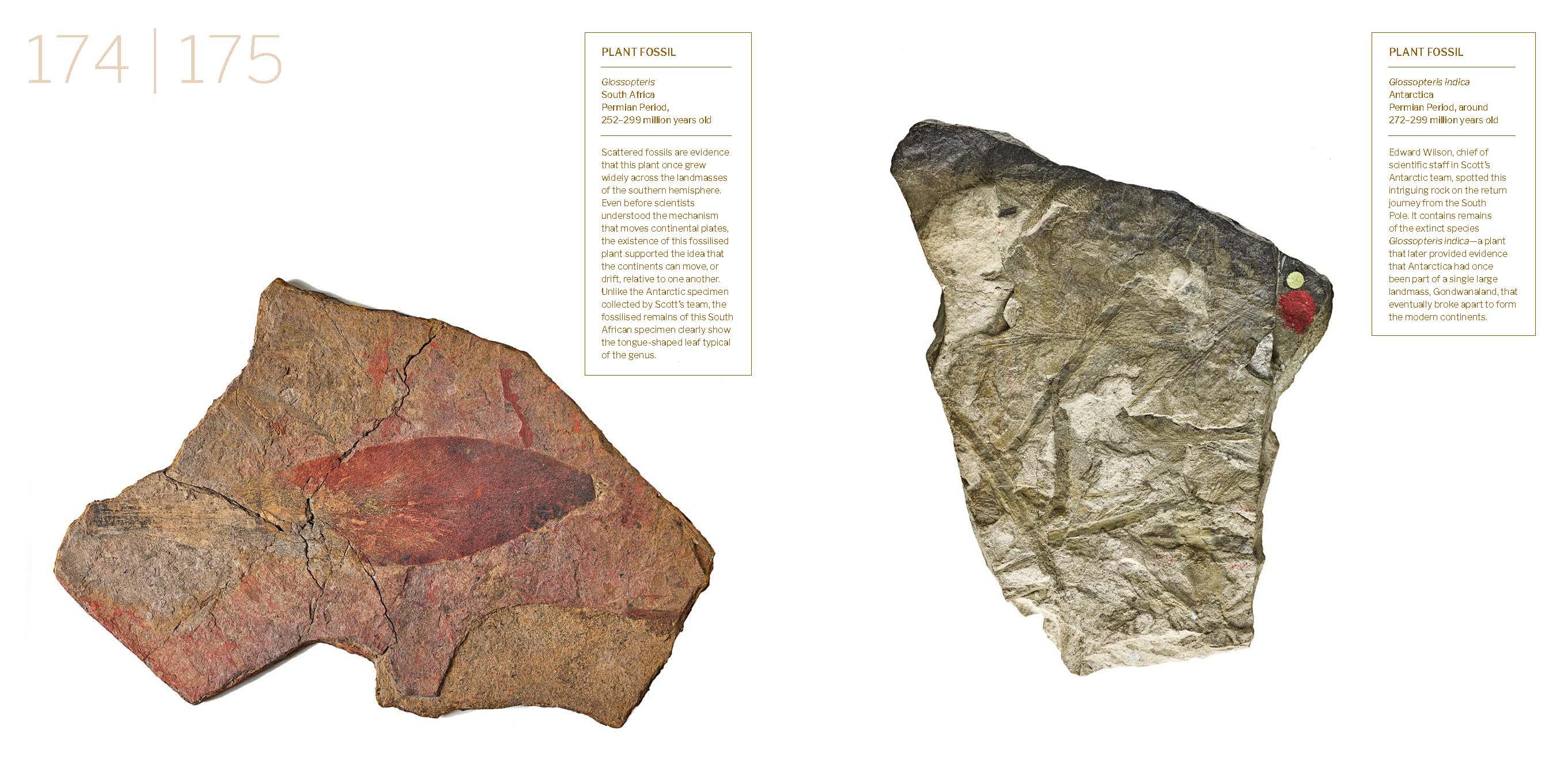 Treasures of the Natural World Catalogue