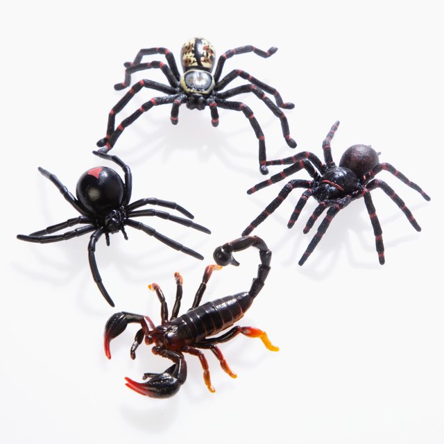 spidersandscorpions.jpg